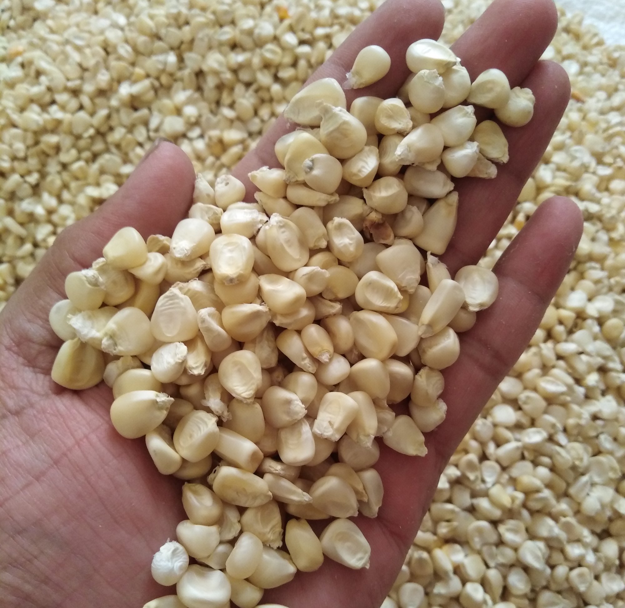 Maize